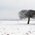 L'arbre sous la neige 2
