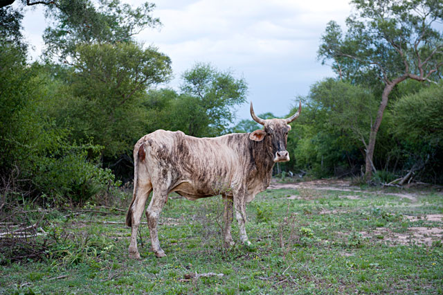Check Out The Photo La Vache Zebree Ob Gallery Check Out The Photo La Vache Zebree Ob Gallery