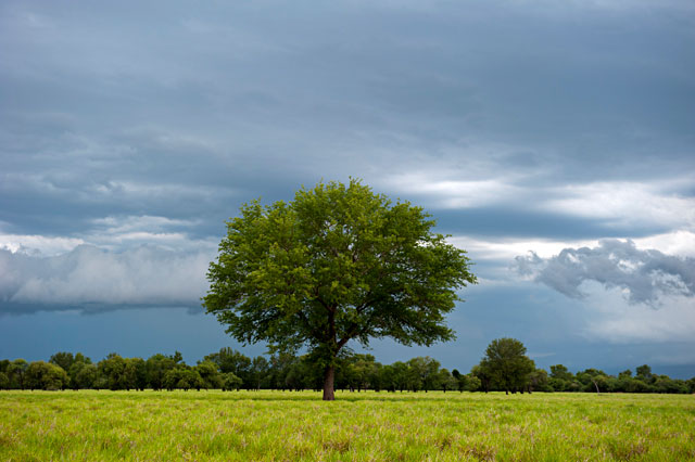 L'arbre rescapé 1