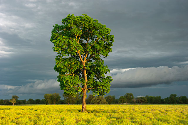 L'arbre rescapé 2